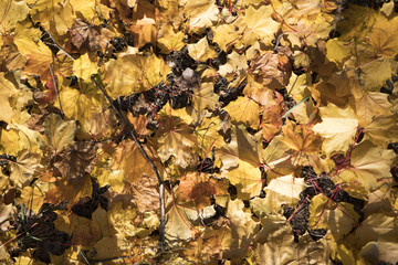 Beautiful carpet of fallen golden maple leaves