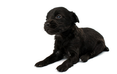 Fototapeta premium little puppies isolated