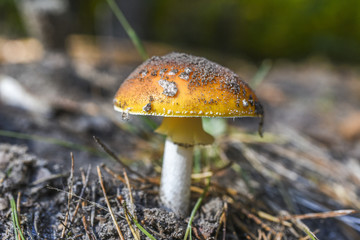 An inedible mushroom growing in the forest during the autumn.