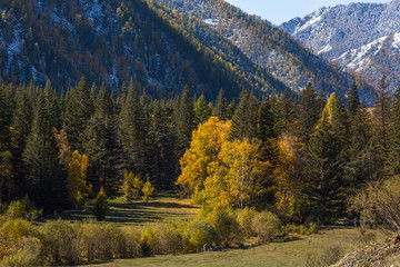 View of autumn forest of the Altay Mountains in Altai Republic, Russia.
