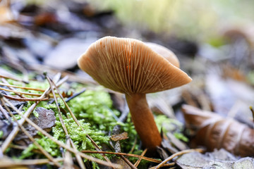 An inedible mushroom growing in the forest during the autumn.