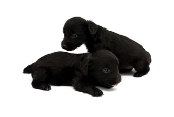 Obraz premium little puppies isolated