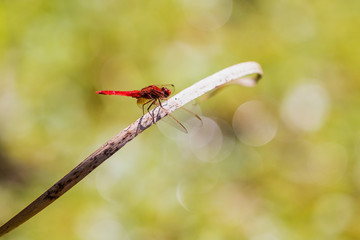 Beautiful red dragon fly at park
