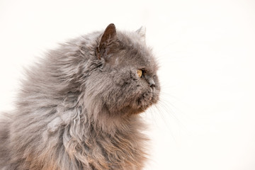 chat persan de profil