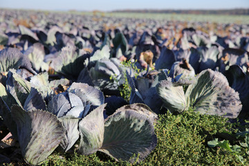 Red Cabbage on the Field in Germany