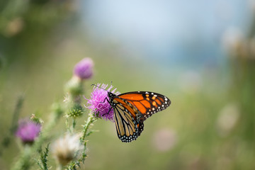 Monarch Butterfly Resting on a Thistle