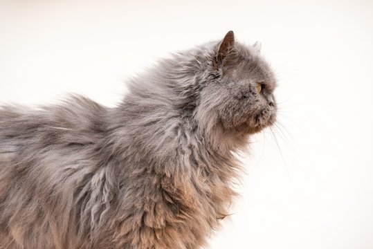 chat persan de profil