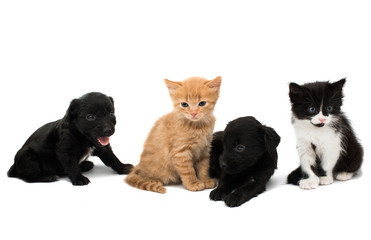 Fototapeta premium Little kitten and puppy isolated
