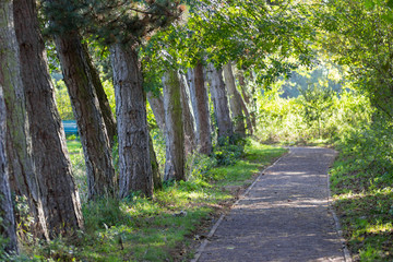 Fototapeta premium A line of trees in a park, countryside in the daytime, at the start of Autumn, UK.