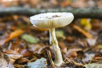 An inedible mushroom growing in the forest during the autumn.