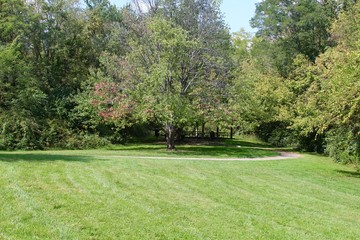 The green trees of summer on the park landscape.