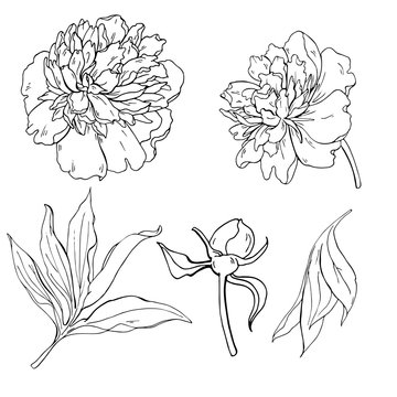 Set of monochrome peony flowers, leaves and bud on whit background. Ink sketch. Hand drawn vector illustration.