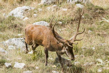 Cervo nel periodo degli amori - Parco Velino Sirente Abruzzo
