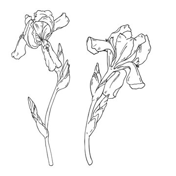 Set of iris flowers on white background. Hand drawn vector illustration.

