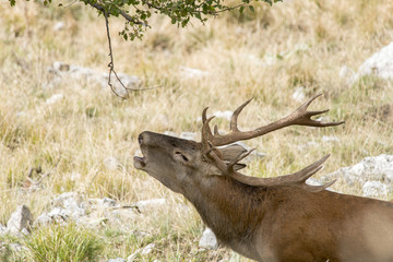 Cervo nel periodo degli amori - Parco Velino Sirente Abruzzo