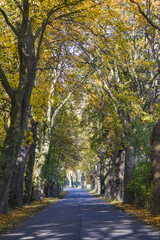 Road in the tunnel of trees in autumn
