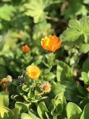 Fototapeta premium Blüten