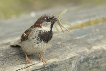 house sparrow