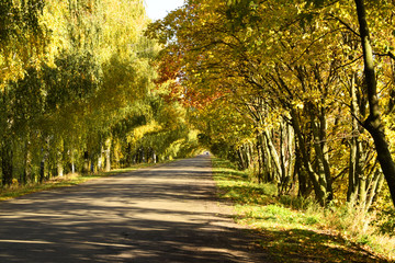 a tunnel of trees in autumn