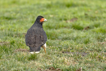 Caracara cordillerano (Phalcoboenus megalopterus)