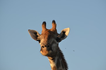 Giraffe gazes down at the camera