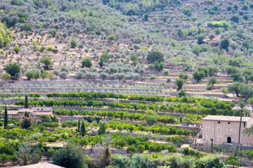 Obraz premium near Fortnalutx, Mallorca