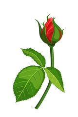 Red rose vector illustration isolated on white background.