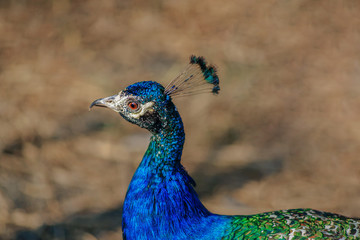 Beautiful peacock portrait