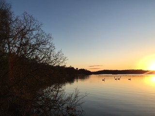 Fototapeta na wymiar Swans on the Loch of Skene at Sunset