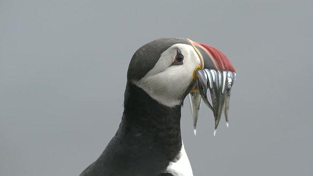 Puffin with fish looking around