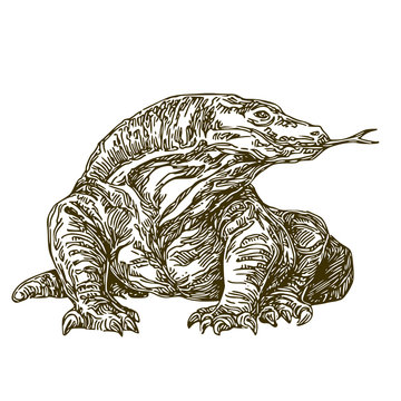 Komodo Dragon. Sketch. Vector Illustration.