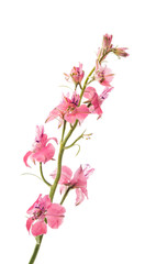 Wild flowers isolated © ksena32