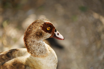 Duck portrait