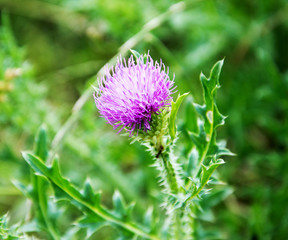 weed fluffy bright pink thorn with sharp needles.
