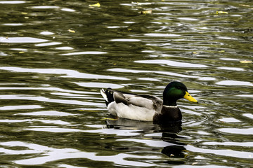 Mallard  / Wild Duck