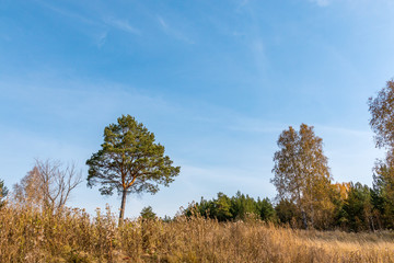 Fototapeta premium autumn landscape with pine and birch