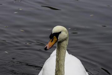 Obraz premium Wild swan swimming