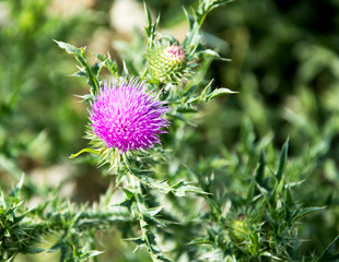 weed fluffy bright pink thorn with sharp needles.