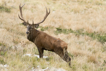 Cervo nel periodo degli amori - Parco Velino Sirente Abruzzo