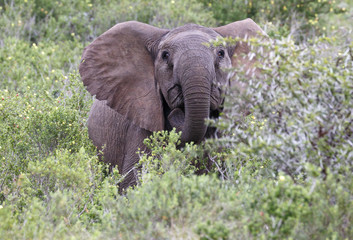 Fototapeta na wymiar Excited Young African Elephant