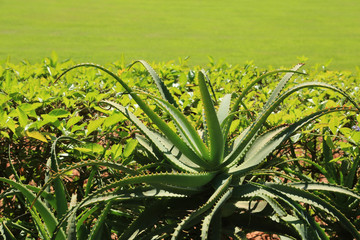 Medicinal and cosmetic plant of aloe