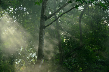 Green Natural Beech Tree Forest illuminated by Sunbeams through Fog