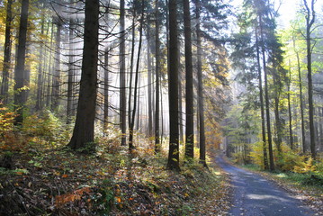 Jesień i mgła w lesie © bnorbert3