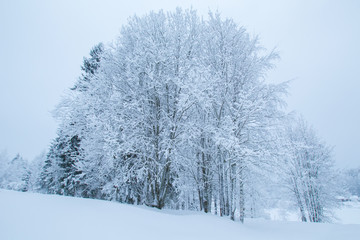 Obraz na płótnie Canvas Trees in the snow. Winter.