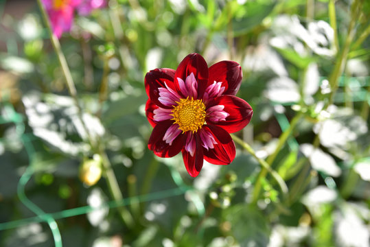 Dahlia rouge et blanc au jardin en été