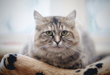 Fluffy cat with green eyes