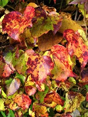 goldener Oktober, goldene Blätter 