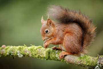 Naklejka na ściany i meble British red squirrel