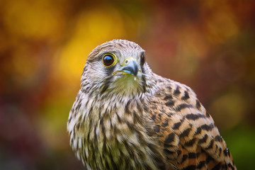 Common Kestrel (Falco Tinnunculus)