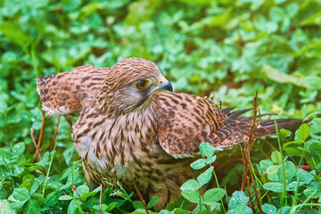 Common Kestrel (Falco Tinnunculus)